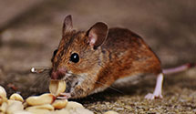 24 Hour & Emergency Exterminators in Wallingford, PA